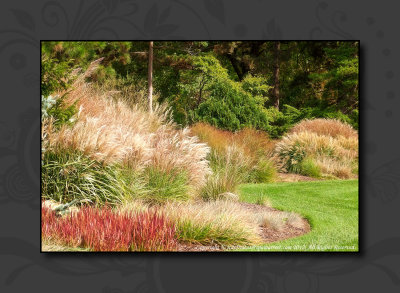 2012 - Grasses - Niagara Parks' Botanical Gardens - Niagara Falls, Ontario - Canada