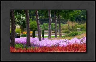 2012 - Autumn Crocus & Grasses - Niagara Parks' Botanical Gardens - Niagara Falls, Ontario - Canada