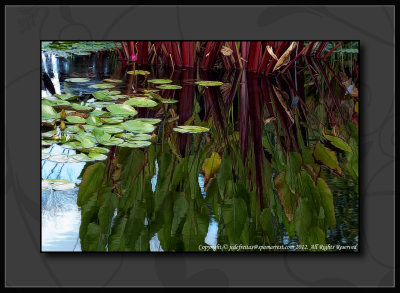 2012 - Reflections - Variegated Water Canna Lily - Royal Botanical Garden - Burlington, Ontario - Canada