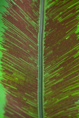 _MG_2365.jpg