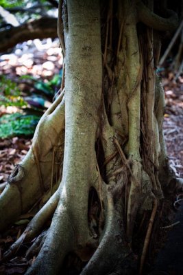 _MG_2562.jpg