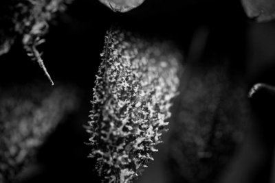 _MG_2421.jpg