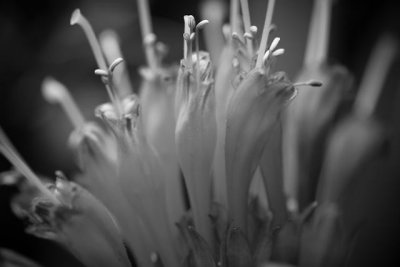 _MG_2445.jpg