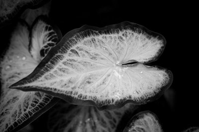 _MG_2456.jpg