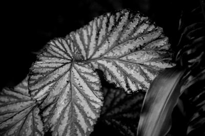 _MG_2467.jpg