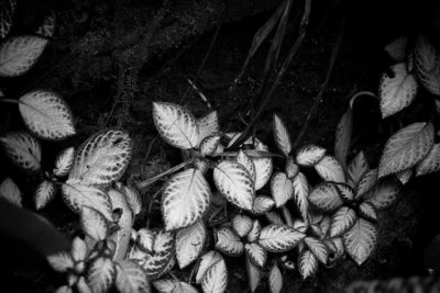 _MG_2470.jpg