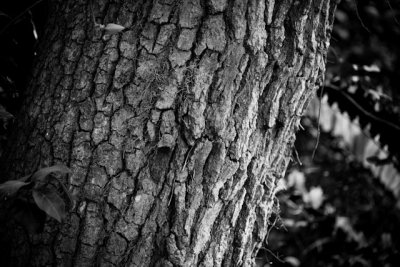 _MG_2495.jpg