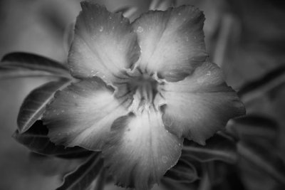 _MG_2526.jpg