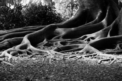 _MG_2537.jpg