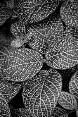 _MG_2640.jpg