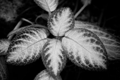 _MG_2644.jpg