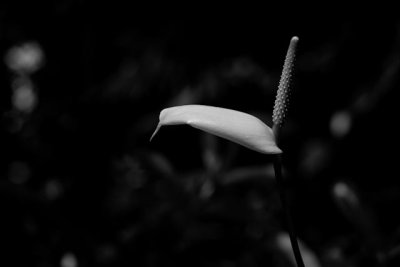 _MG_2660.jpg