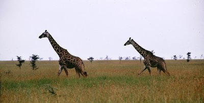 2007 01 31 - Serengeti