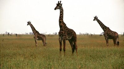 2007 01 31 - Serengeti