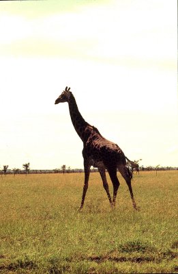 2007 02 01 - Serengeti