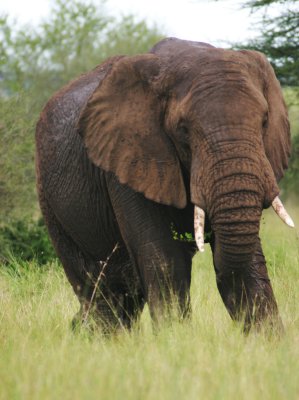 2007 02 01 - Serengeti