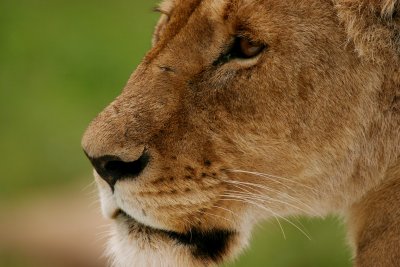  Ngorongoro - hunting lion