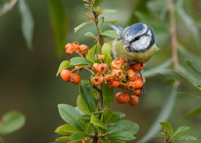 Blue Tit - Blmes