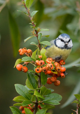 Blue Tit - Blmes