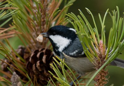 Coal Tit - Svartmes
