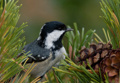 Coal Tit - Svartmes