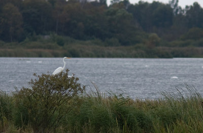Great Egret - gretthger