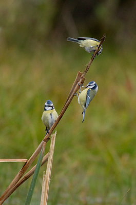 Blue Tit - Blmes
