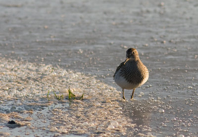 Pectoral Sandpiper - Tuvsnppa