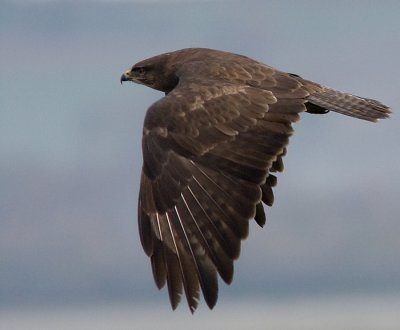 Common Buzzard - Ormvrk