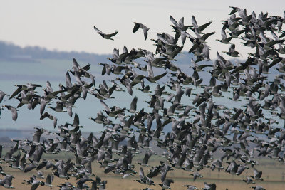 Barnacle Goose - Vitkindad gs