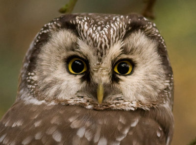 Tengmalm's Owl - Pärluggla