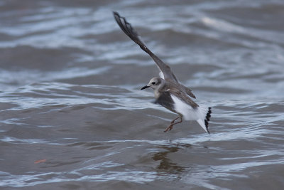 Sabine's Gull - Trnms