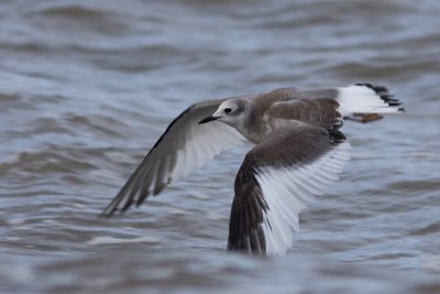 Sabine's Gull - Trnms