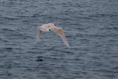 Iceland Gull - Vitvingad trut