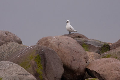 Ivory Gull - Isms