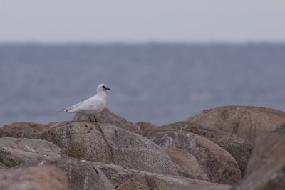 Ivory Gull - Isms