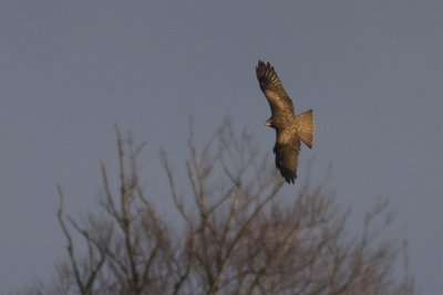 Black Kite - Brunglada