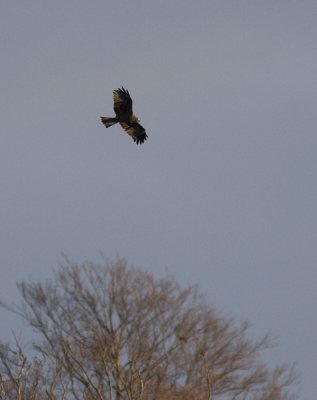 Black Kite - Brunglada