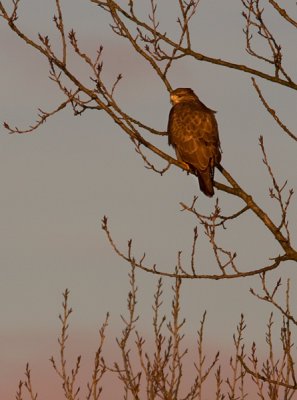 Common Buzzard - Ormvrk