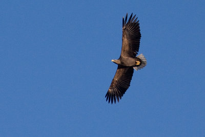 White-tailed Eagle - Havsrn