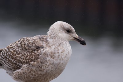 Herring Gull - Grtrut