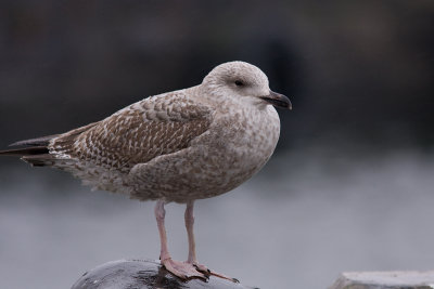 Herring Gull - Grtrut