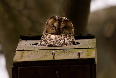 Tawny Owl - Kattuggla