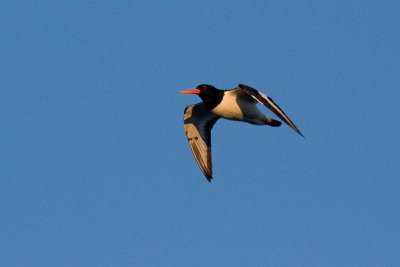 Eurasian Oystercatcher - Strandskata
