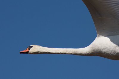 Mute Swan - Knlsvan
