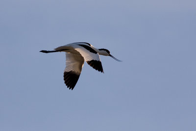 Pied Avocet - Skrflcka