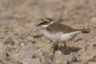 Little Ringed Plover - Mindre strandpipare