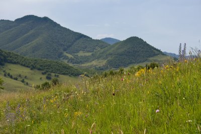 Blomsterprakt