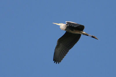 Grey Heron - Grhger