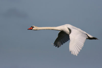 Mute Swan - Knlsvan